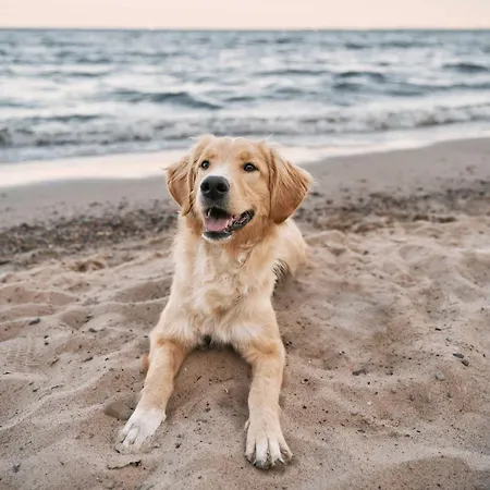 Seehund An Der Seebruecke Zingst Exterior photo